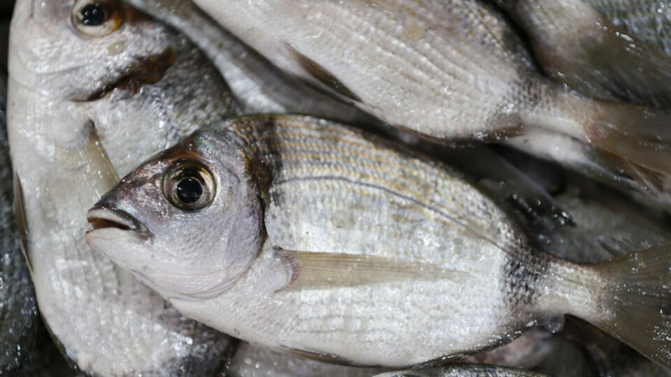 Karagöz balığı nedir, nasıl bir balıktır?