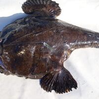 Fener balığı nedir, nasıl bir balıktır?