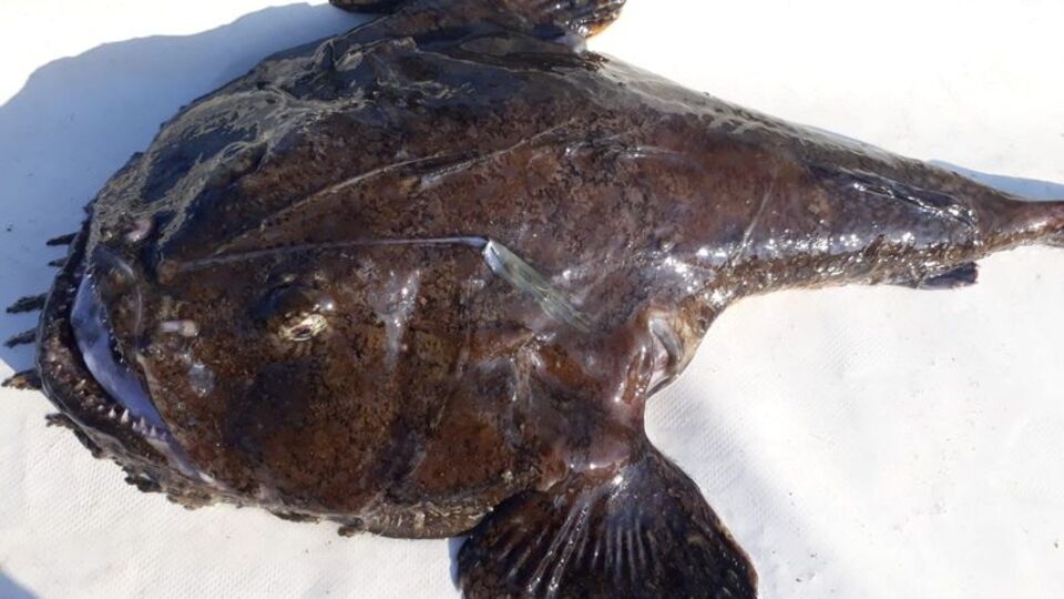 Fener balığı nedir, nasıl bir balıktır?