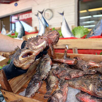 İskorpit balığı nedir, nasıl bir balıktır?