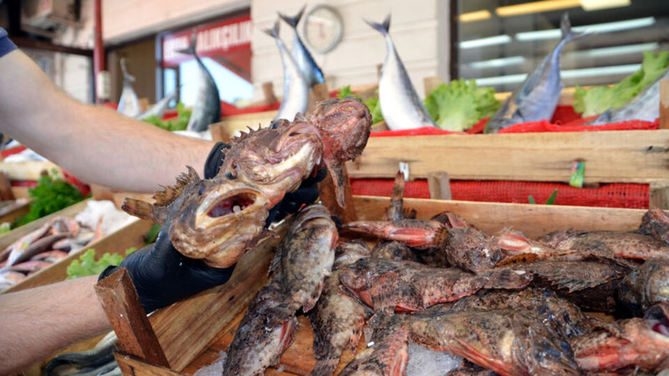 İskorpit balığı nedir, nasıl bir balıktır?