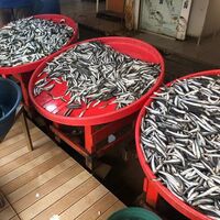 Hamsi balığı nedir, nasıl bir balıktır?