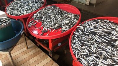 Hamsi balığı nedir, nasıl bir balıktır?