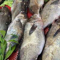 Eşkina balığı nedir, nasıl bir balıktır?