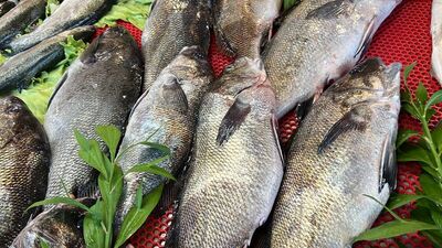 Eşkina balığı nedir, nasıl bir balıktır?