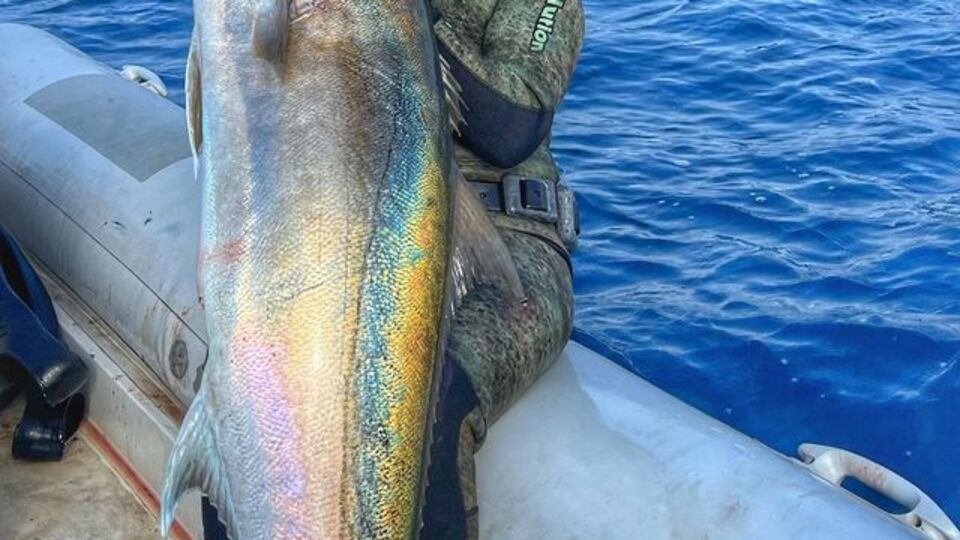 Akya balığı nedir, nasıl bir balıktır?