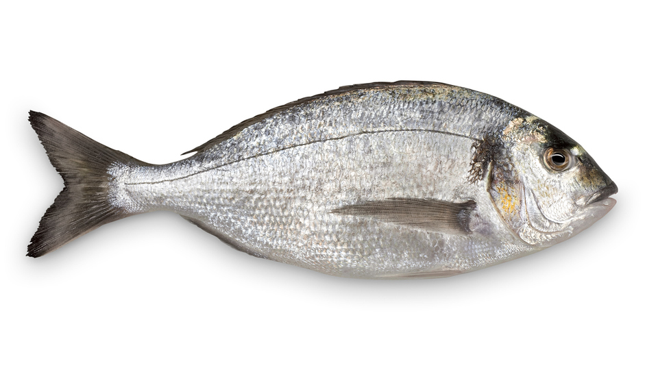 Çipura balığı nedir, nasıl bir balıktır?