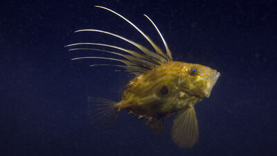 Dülger balığı nedir, nasıl bir balıktır?