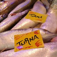 Turna balığı nedir, nasıl bir balıktır?