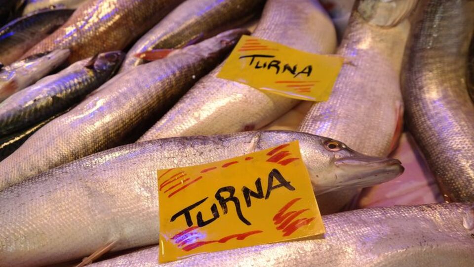 Turna balığı nedir, nasıl bir balıktır?