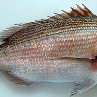 Trança balığı Nedir, nasıl bir balıktır?