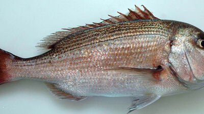 Trança balığı Nedir, nasıl bir balıktır?