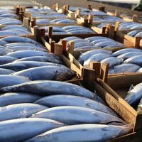 Palamut balığı nedir, nasıl bir balıktır?