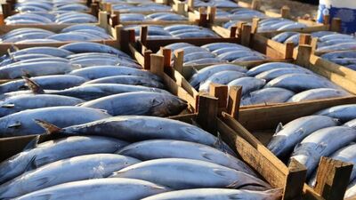 Palamut balığı nedir, nasıl bir balıktır?