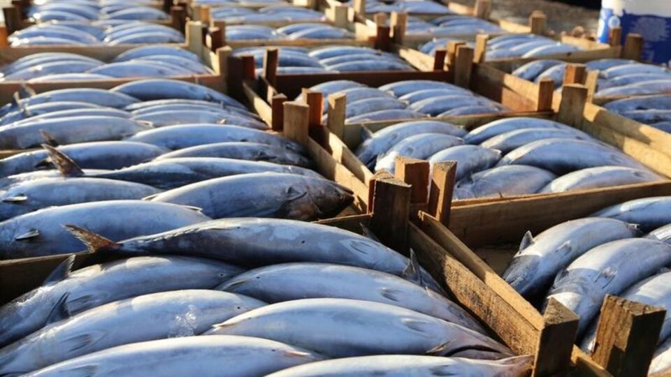 Palamut balığı nedir, nasıl bir balıktır?