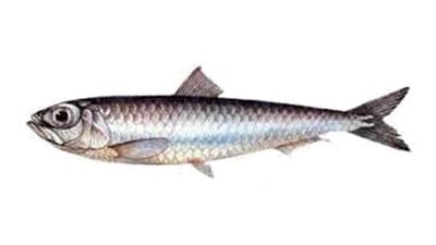 Sardalya balığı nedir, nasıl bir balıktır?