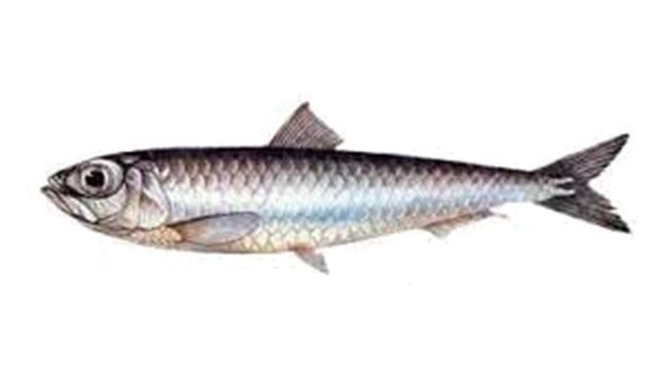 Sardalya balığı nedir, nasıl bir balıktır?