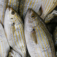 Sarpa balığı nedir, nasıl bir balıktır?