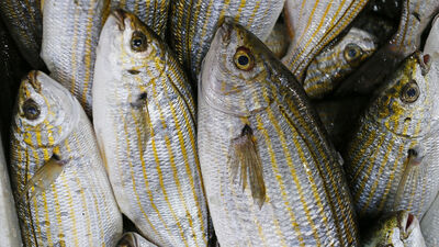 Sarpa balığı nedir, nasıl bir balıktır?