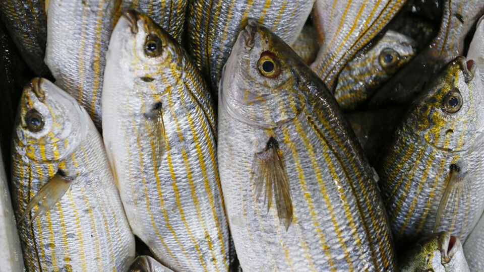 Sarpa balığı nedir, nasıl bir balıktır?