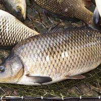 Sazan balığı nedir, nasıl bir balıktır?