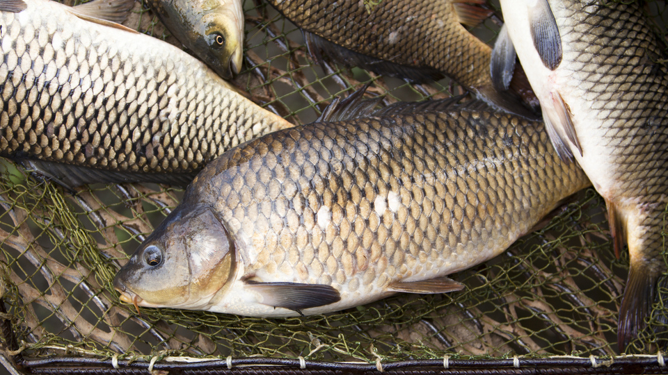 Sazan balığı nedir, nasıl bir balıktır?