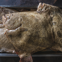 Pisi balığı nedir, nasıl bir balıktır?