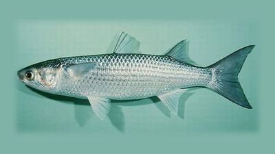 Kefal balığı nedir, nasıl bir balıktır?