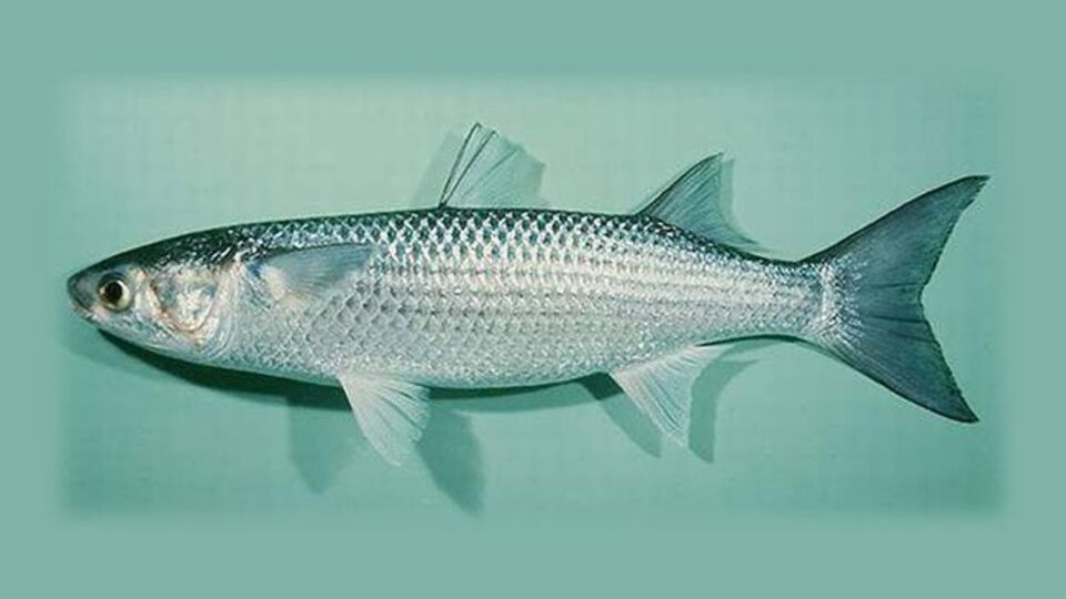 Kefal balığı nedir, nasıl bir balıktır?