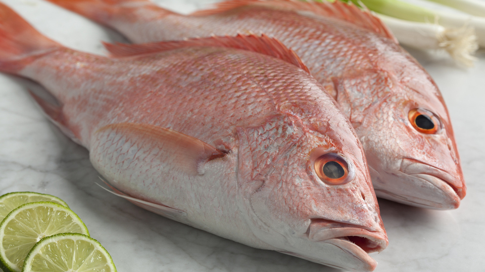 Kırlangıç balığı nedir, nasıl bir balıktır?