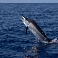Kılıç balığı nedir, nasıl bir balıktır?
