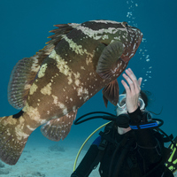Orfoz balığı nedir, nasıl bir balıktır?