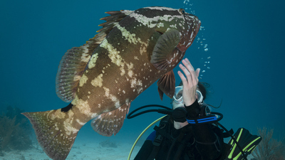 Orfoz balığı nedir, nasıl bir balıktır?
