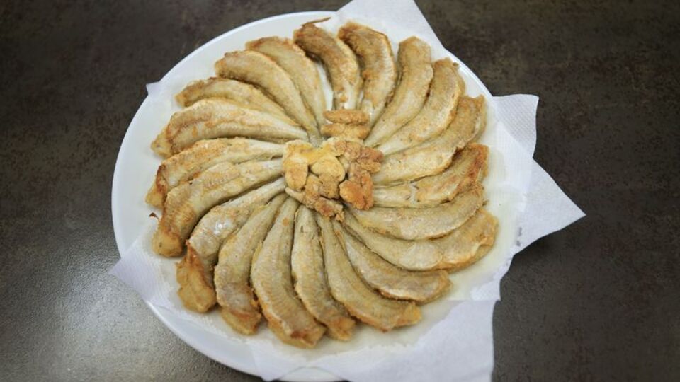 Mezgit balığı nedir, nasıl bir balıktır?