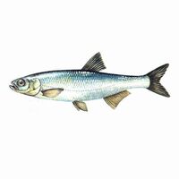 Kolyos balığı nedir, nasıl bir balıktır?