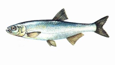 Kolyos balığı nedir, nasıl bir balıktır?