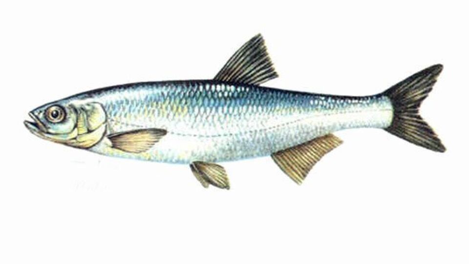 Kolyos balığı nedir, nasıl bir balıktır?