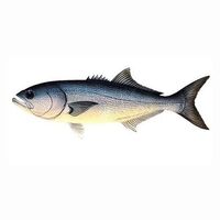 Lüfer balığı nedir, nasıl bir balıktır?