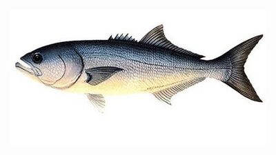 Lüfer balığı nedir, nasıl bir balıktır?