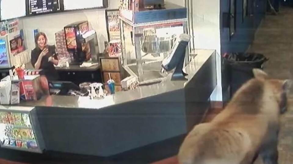 Patlamış mısır yiyen geyik viral oldu