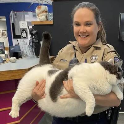"Çalışanlarımızın gördüğü en büyük kedi" Kilolarıyla fenomen oldu!