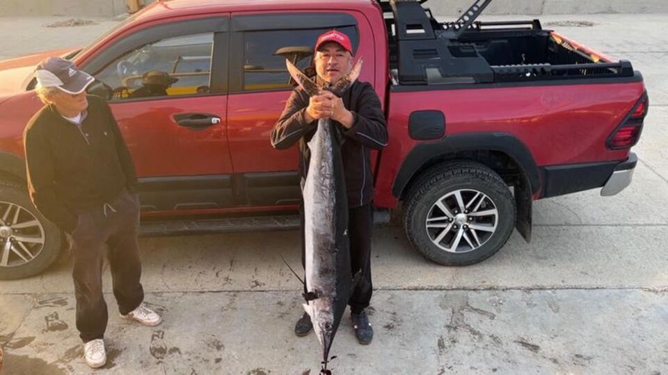 Balıkçıyı şaşırtan av! 2 metre, 50 kilo