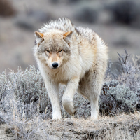 İnsanları en çok bu hayvanlar öldürüyor: İşte en tehlikeli 25 hayvan türü