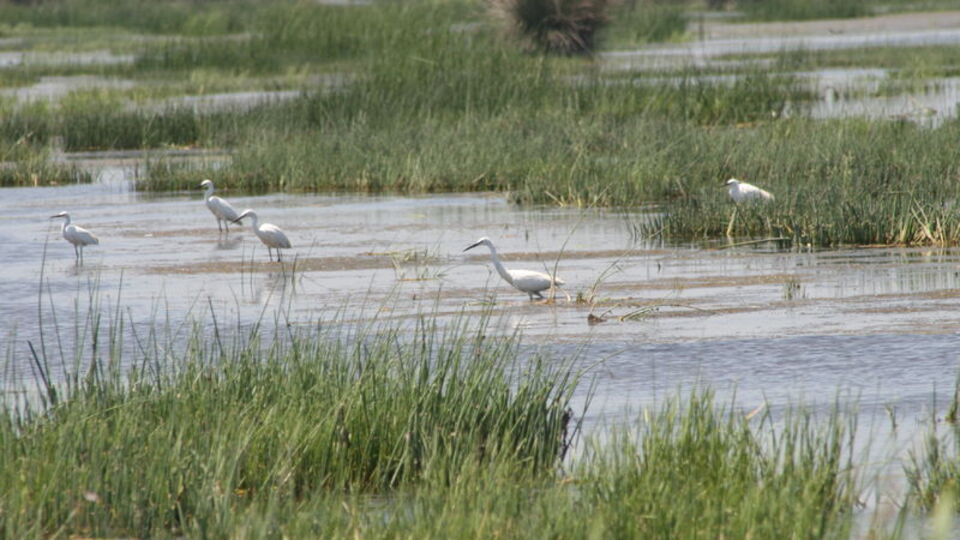 Türkiye genelinde 2 milyon 41 bin 479 su kuşu sayıldı