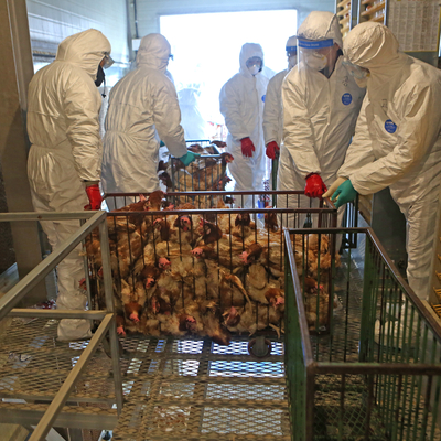 Kuş gribi bilmecesi!