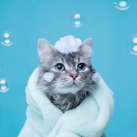 Neden kediler genelde suyu sevmez?