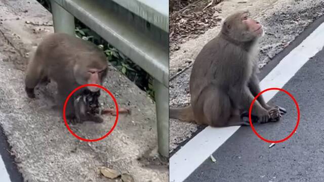 Maymun, kedi yavrusunu kaçırdı!