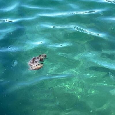 Denizde görürseniz uzak durun!