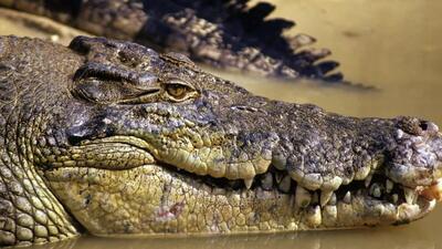 Avustralya'da kaybolan bir adamın cesedi, timsahın içinden çıktı