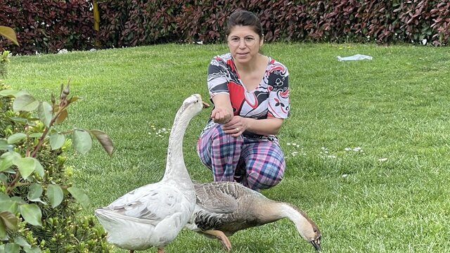Yavruyken sahiplendiği kazları yanından ayırmıyor